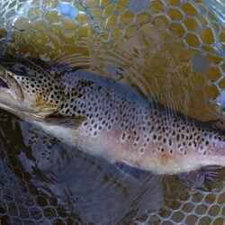 元気いっぱいの魚たち ～岡崎トラウトポンド～